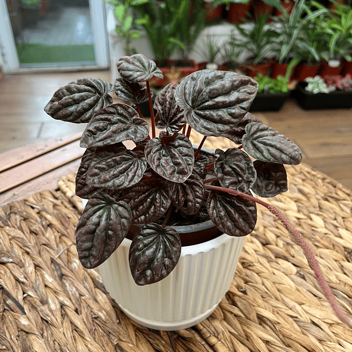 Plantas RV - Peperomia Caperata roja tamaño M  1