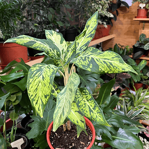 Plantas RV - Aglaonema M tamaño M 