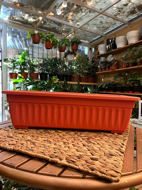Plantas RV - Jardinera rectangular M 
