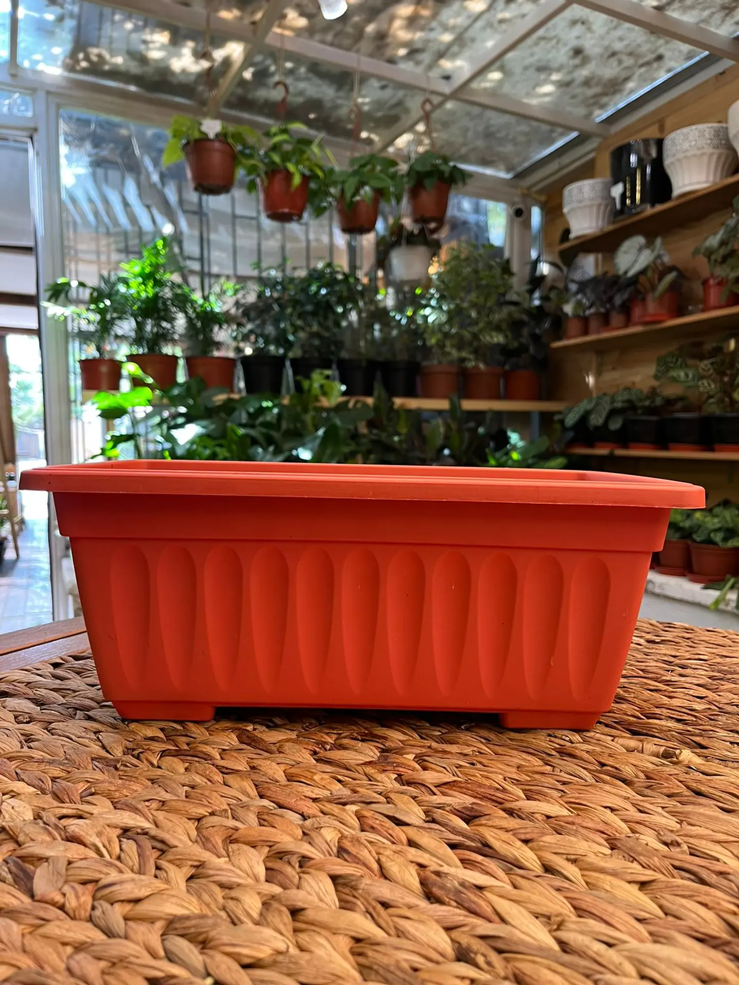 Plantas RV - Jardinera rectangular S  1