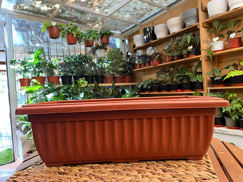 Plantas RV - Jardinera 50x17 cm 