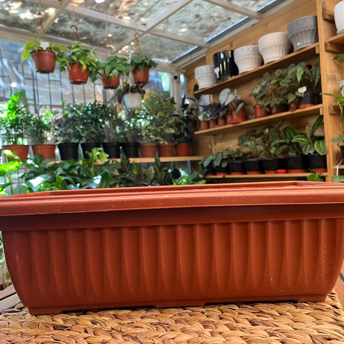 Plantas RV - Jardinera 50x17 cm  1