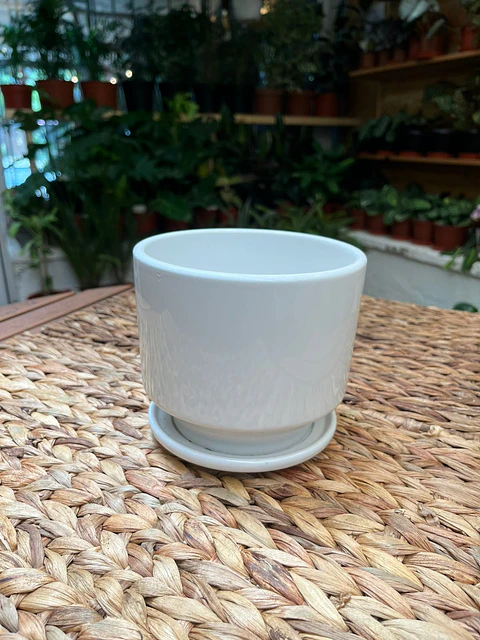 Plantas RV - Porta Maceta Cerámica S 