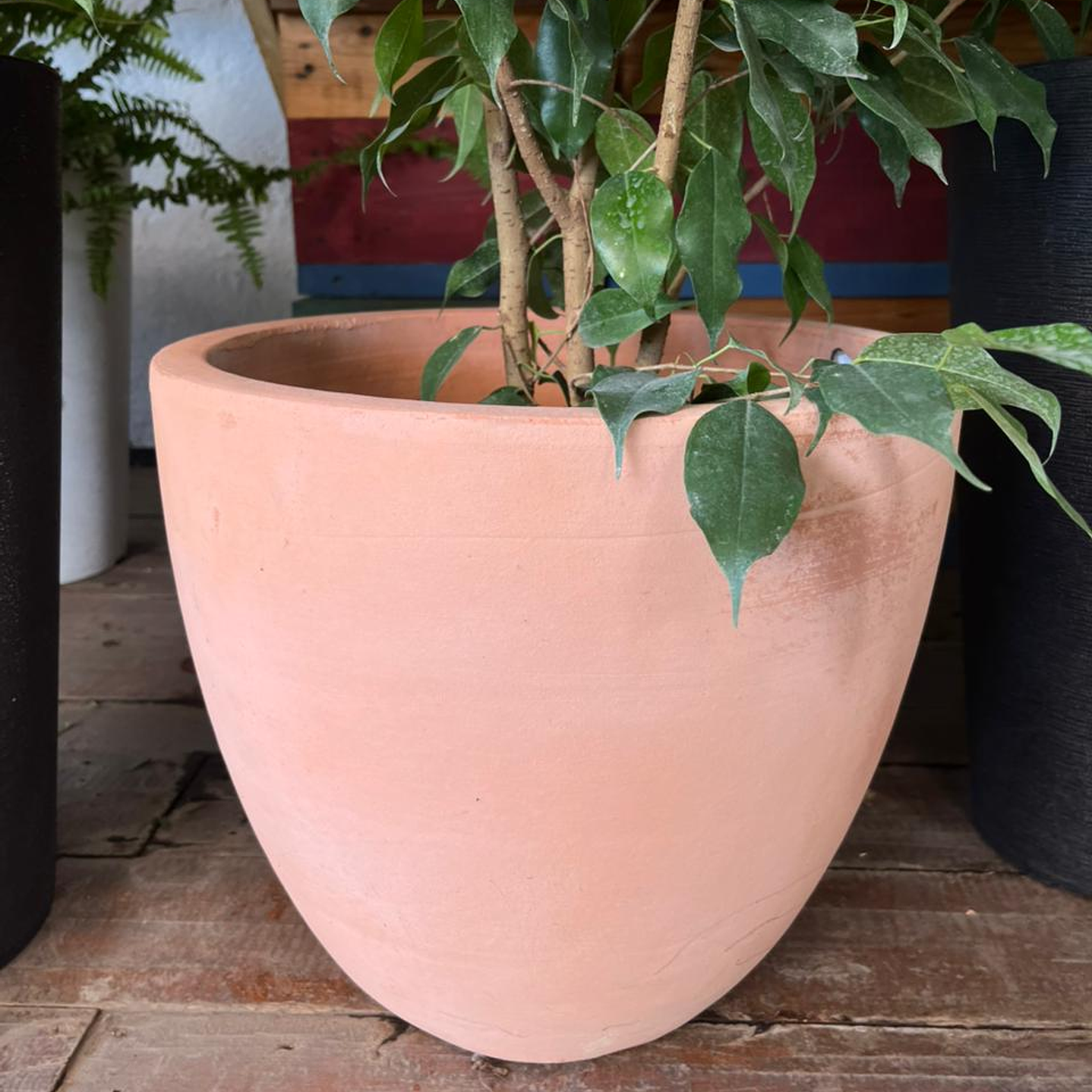 Plantas RV - Maceta dulce Ovalada 36cm  1