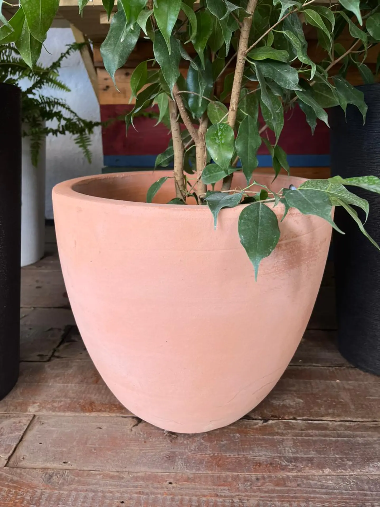 Plantas RV - Maceta dulce Ovalada 36cm  1