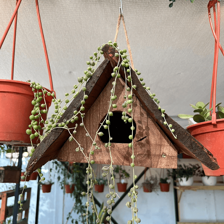 Plantas RV - Casa de Pájaro tamaño S  1