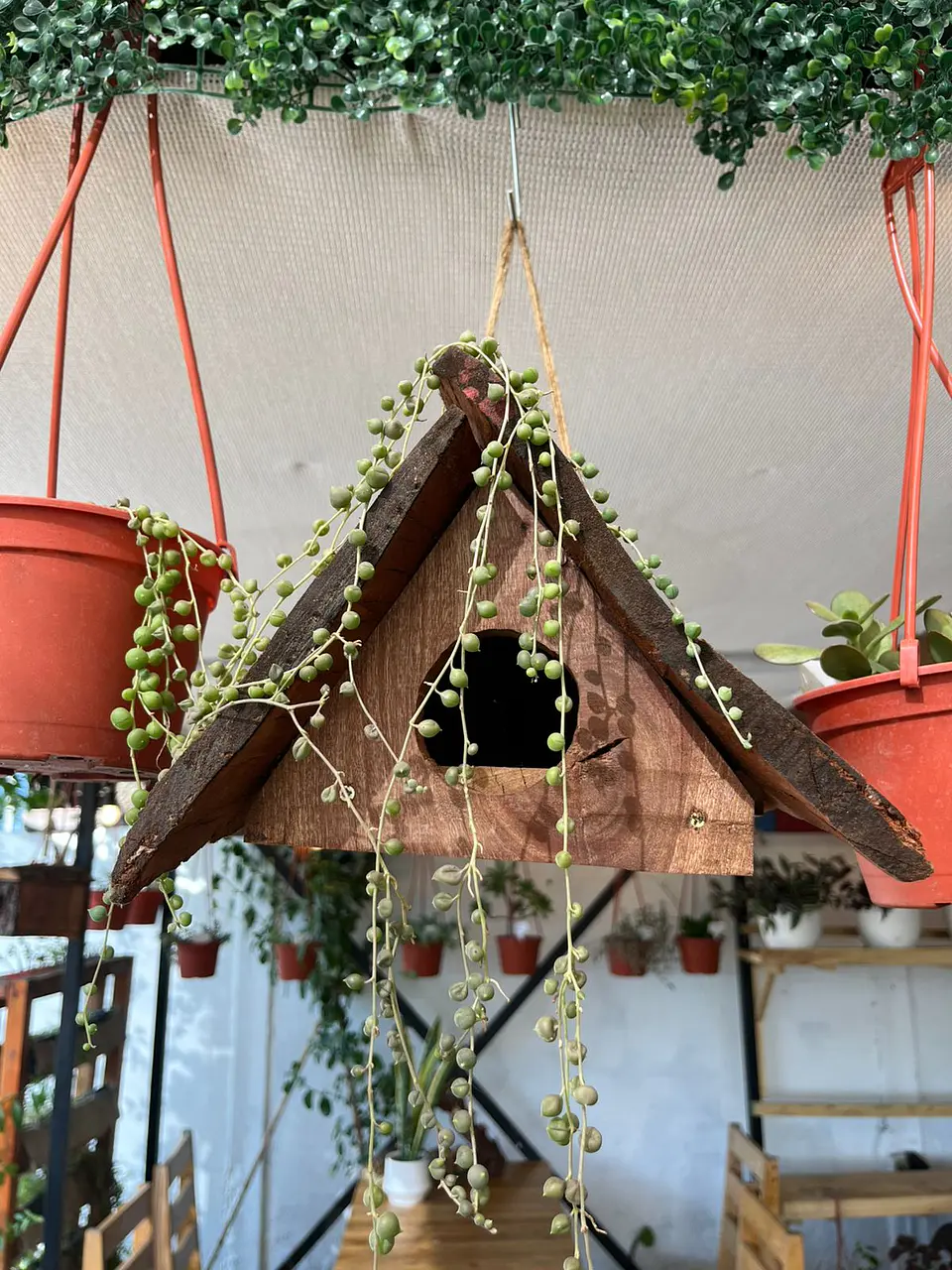 Plantas RV - Casa de Pájaro tamaño S  1