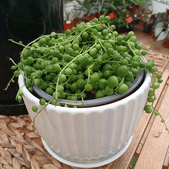 Plantas RV - Rosario tamaño S / Retiro en tienda 1