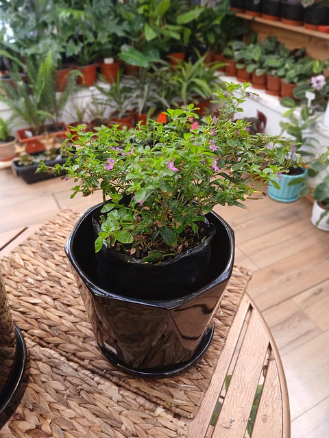 Plantas RV - Veronica tamaño M / Retiro en tienda 