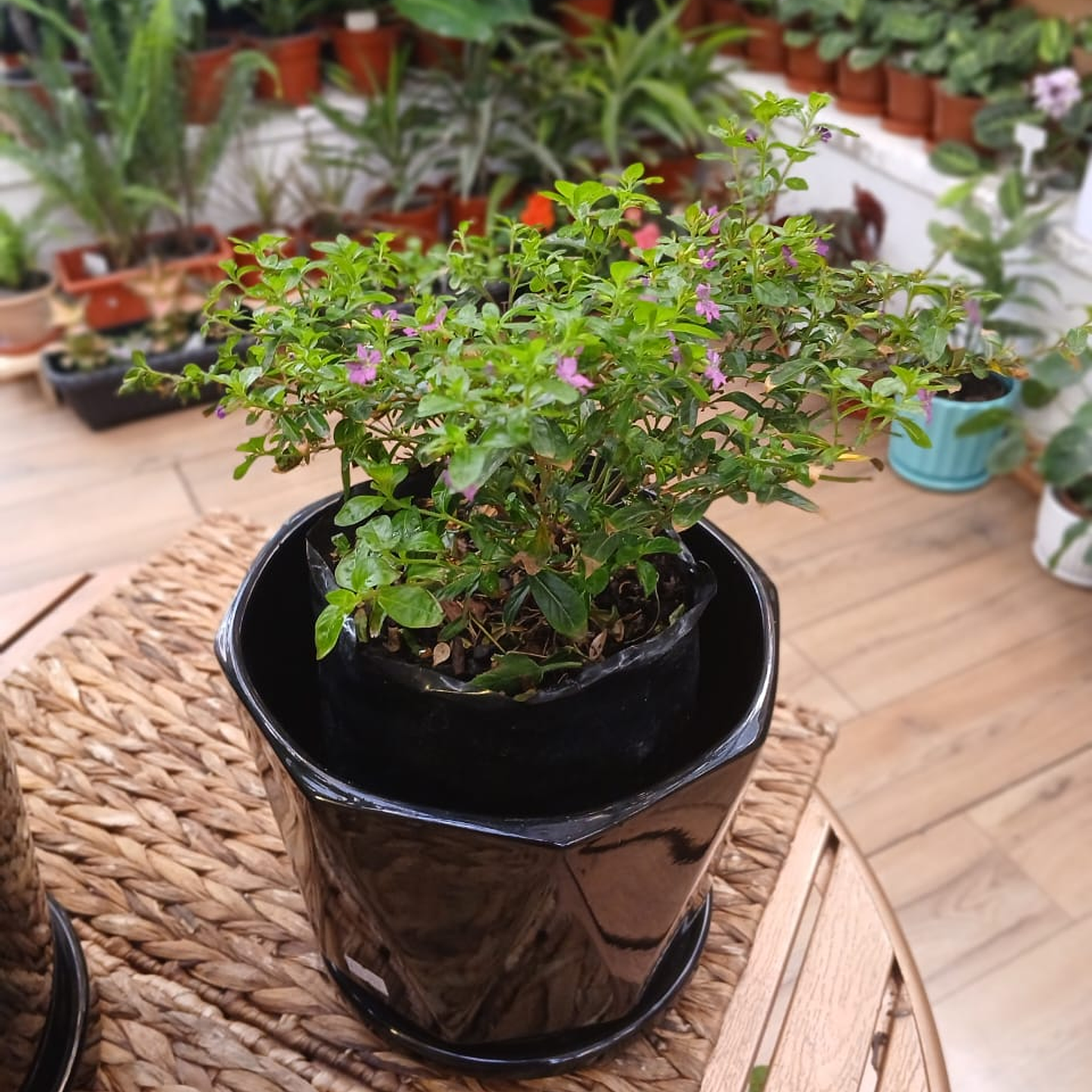 Plantas RV - Veronica tamaño M / Retiro en tienda  1