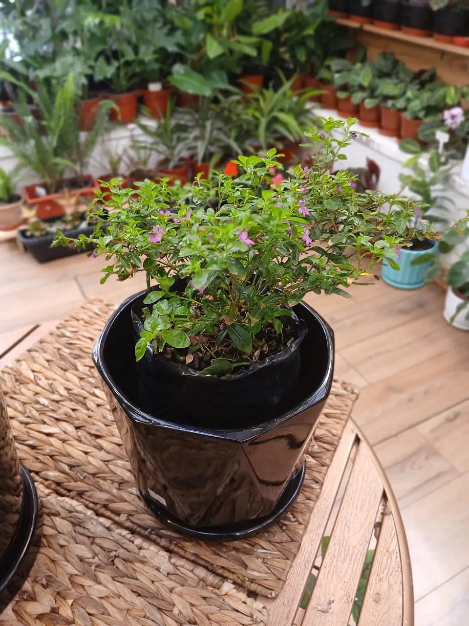 Plantas RV - Veronica tamaño M / Retiro en tienda  1