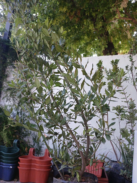 Plantas RV - Laurel tamaño XL / Retiro en tienda