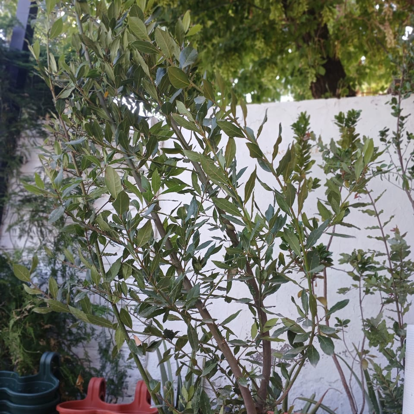 Plantas RV - Laurel tamaño XL / Retiro en tienda 1