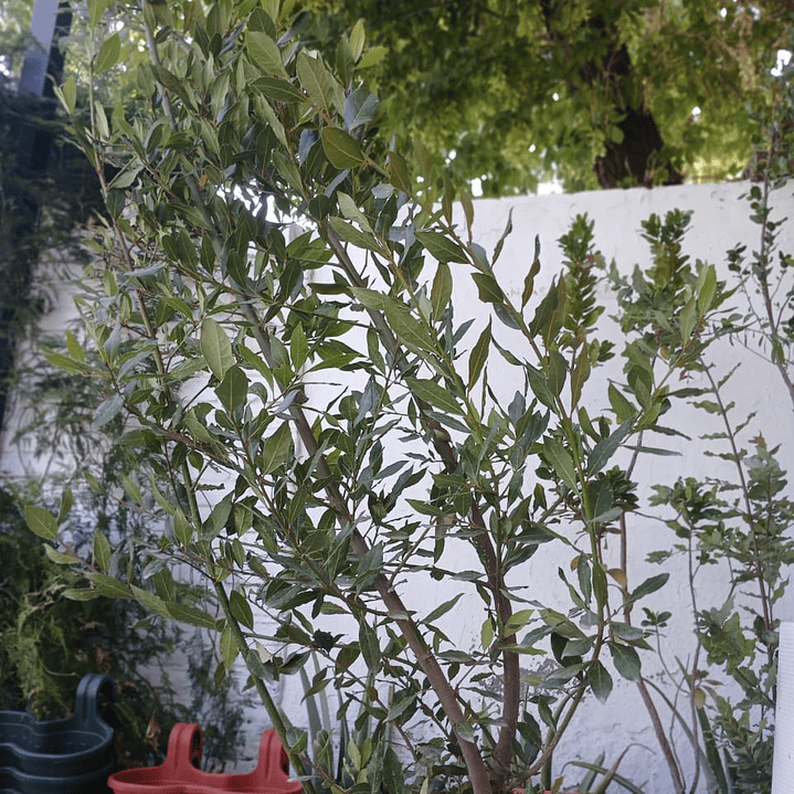 Plantas RV - Laurel tamaño XL / Retiro en tienda 1
