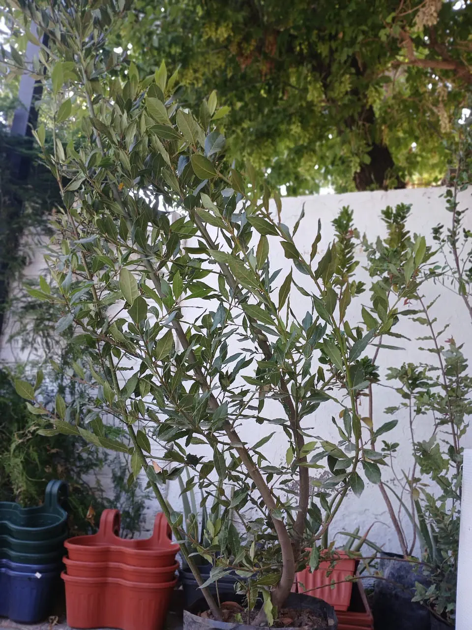 Plantas RV - Laurel tamaño XL / Retiro en tienda 1