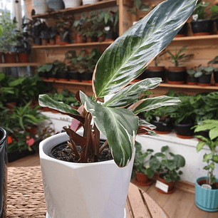 Plantas RV - Stromanthe Triostar tamaño M 