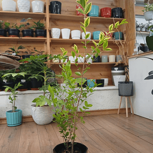 Plantas RV - Ligustrina tamaño M 