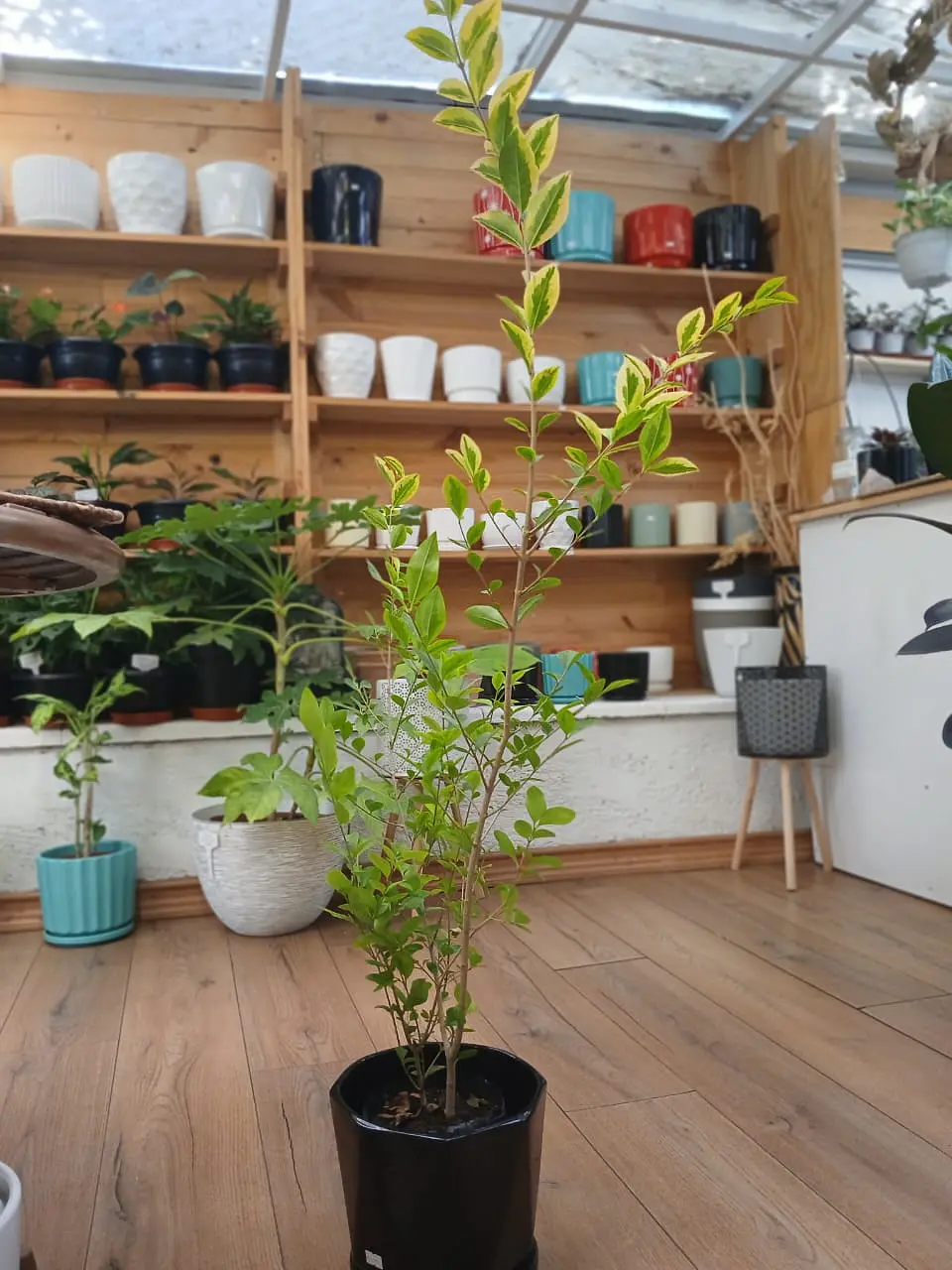 Plantas RV - Ligustrina tamaño M  1