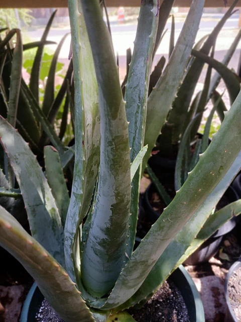 Plantas RV - Aloe Vera medicinal tamaño L 