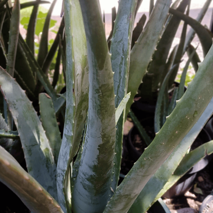 Plantas RV - Aloe Vera medicinal tamaño L  1