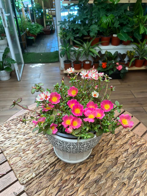 Plantas RV - Puchs Lay 