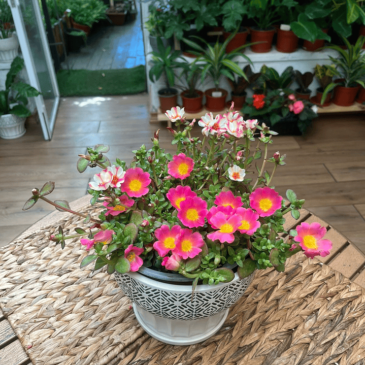 Plantas RV - Puchs Lay tamaño M 1