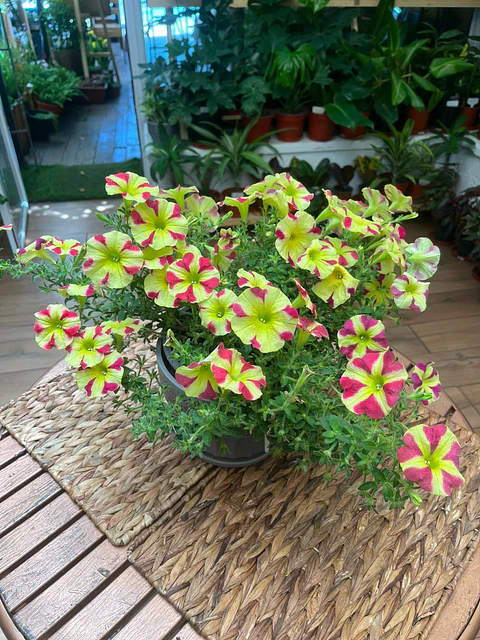 Plantas RV - Petunia tamaño L 