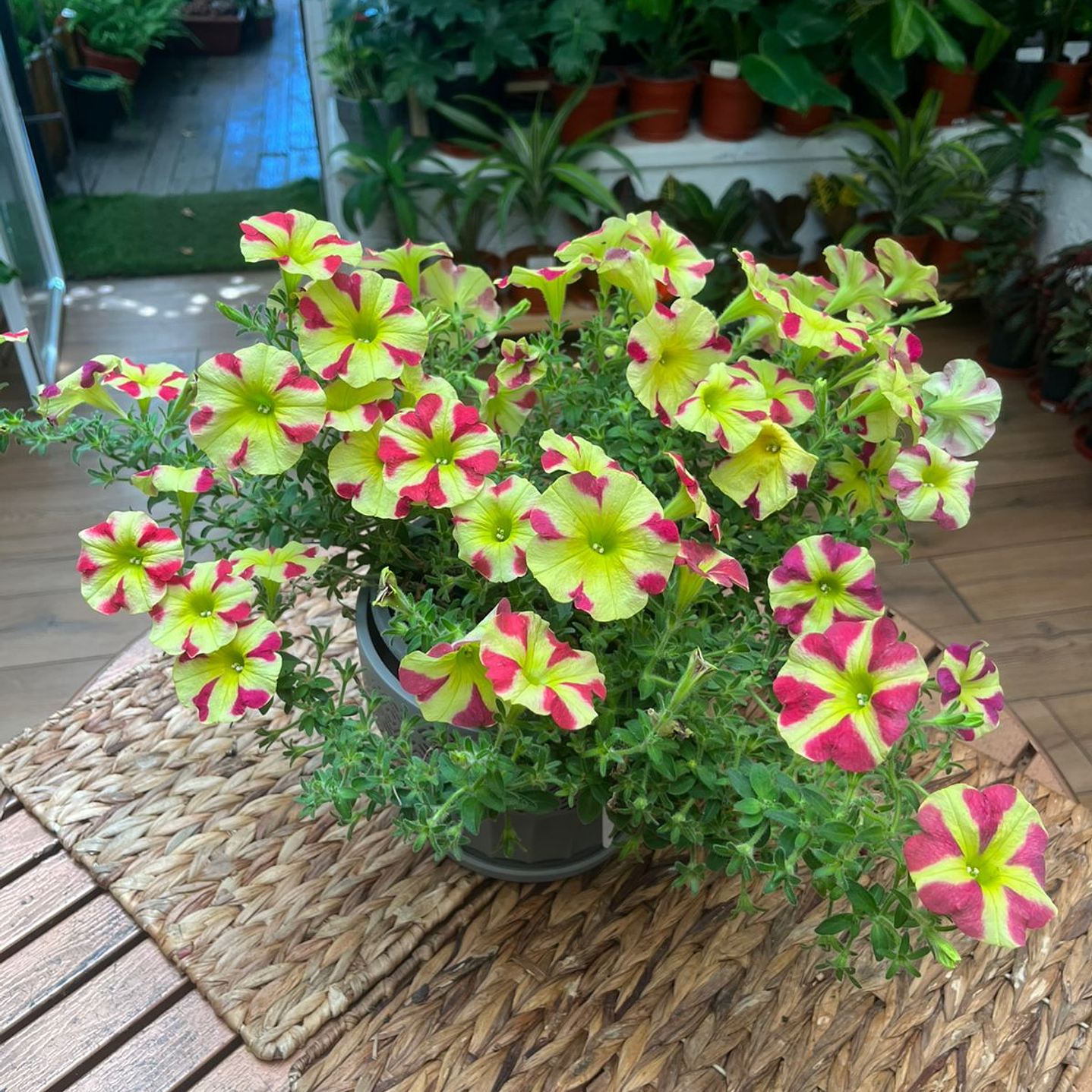 Plantas RV - Petunia tamaño L  1