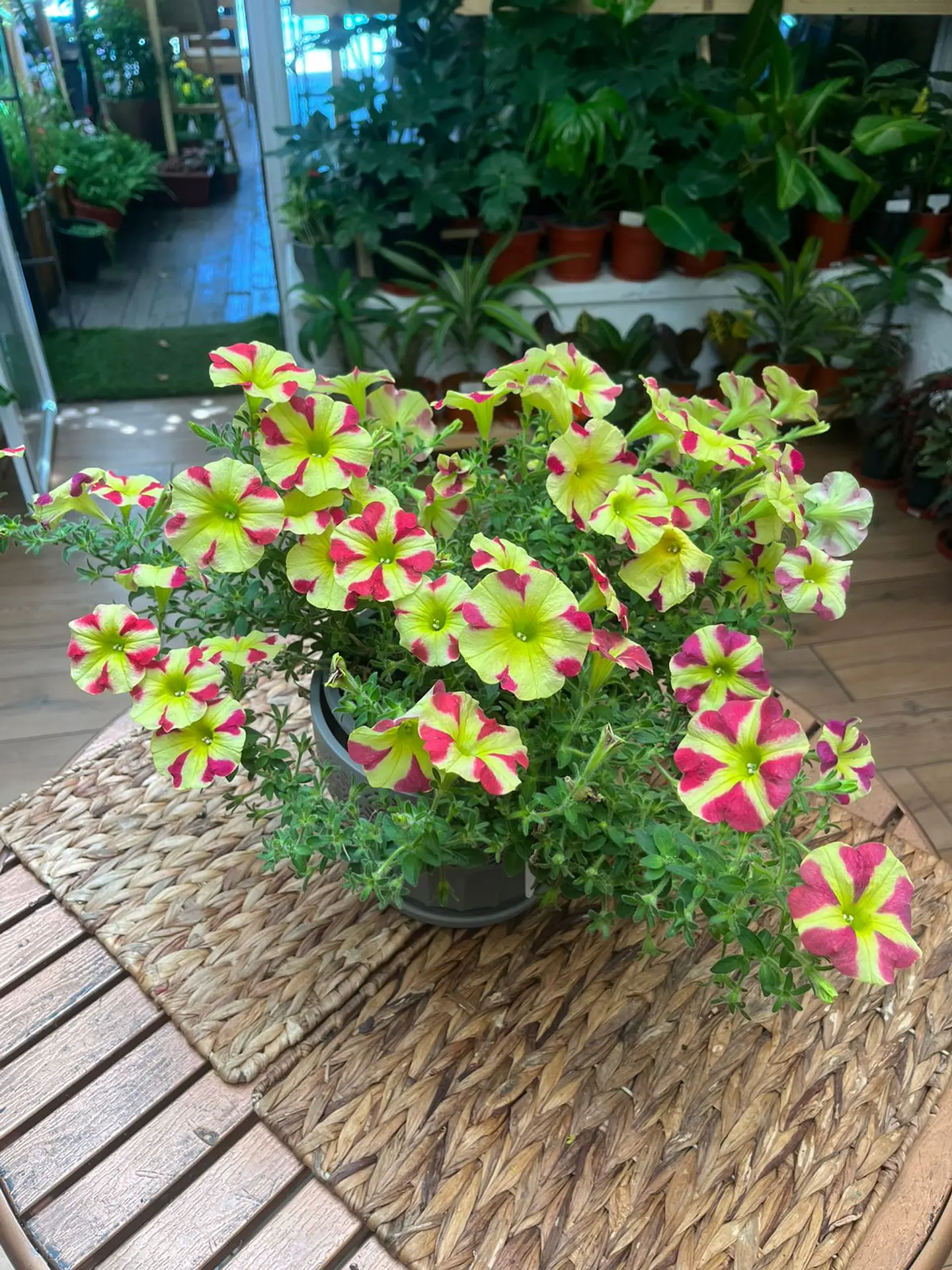 Plantas RV - Petunia tamaño L  1