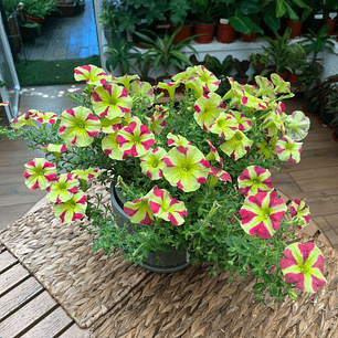 Plantas RV - Petunia tamaño L 