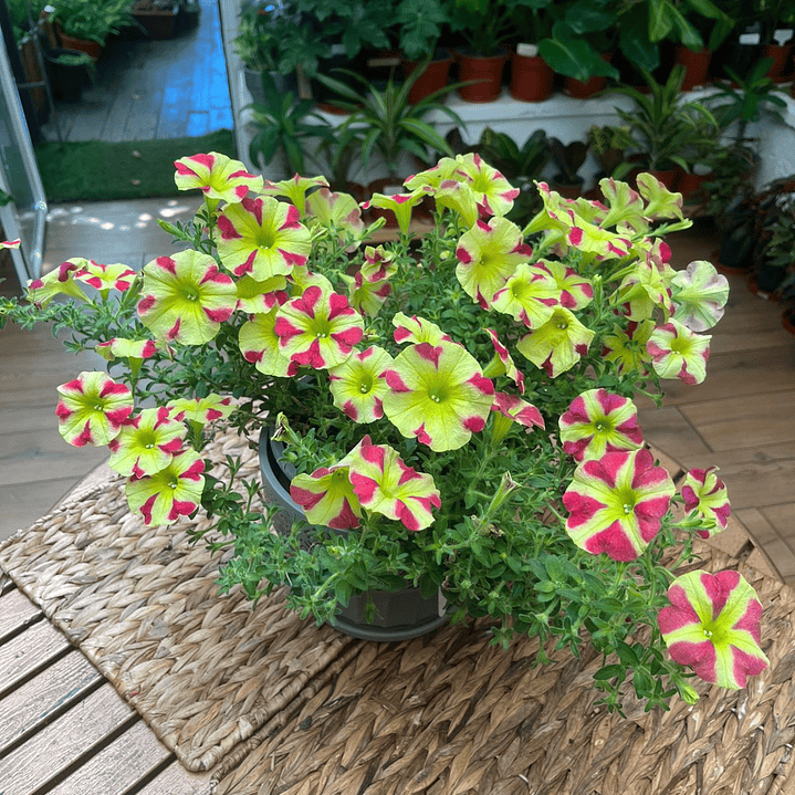 Plantas RV - Petunia tamaño L  1