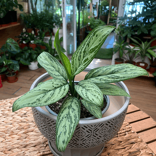 Plantas RV - Aglaonema Silver Queen tamaño M 