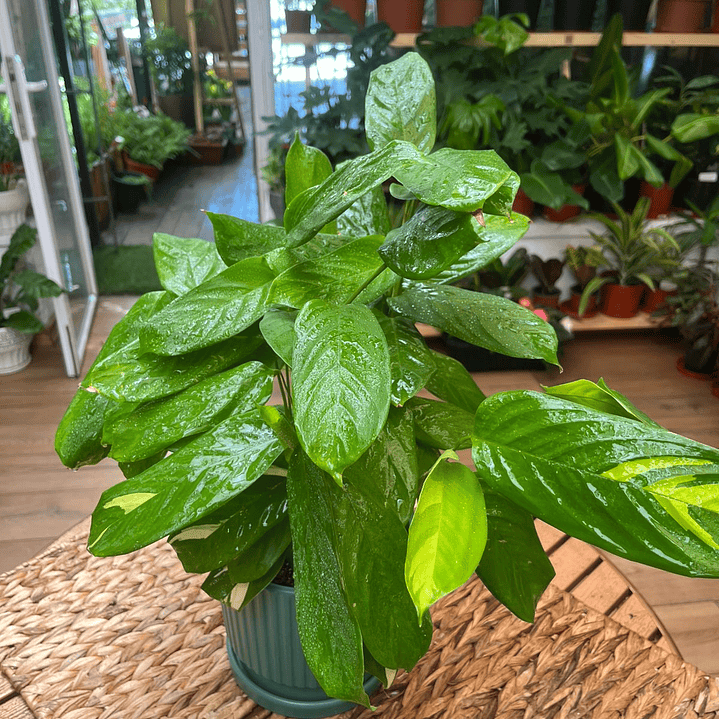 Plantas RV - Maranta Lubbersiana tamaño M  1