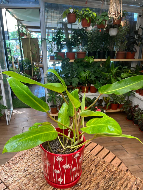 Plantas RV - Longifolio tamaño M 