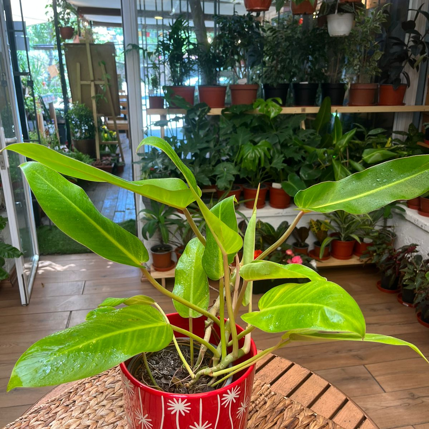 Plantas RV - Longifolio tamaño M  1