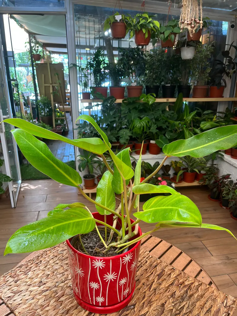 Plantas RV - Longifolio tamaño M  1