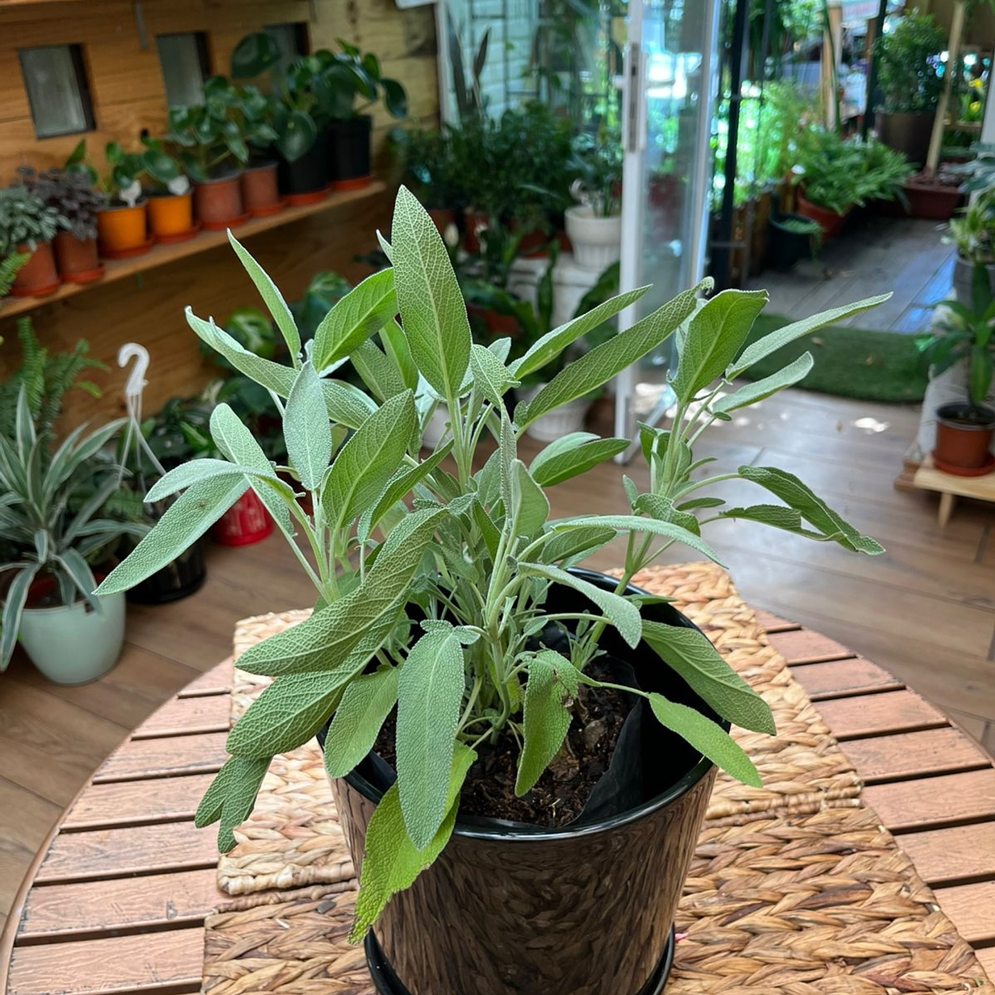 Plantas RV - Salvia tamaño M  1