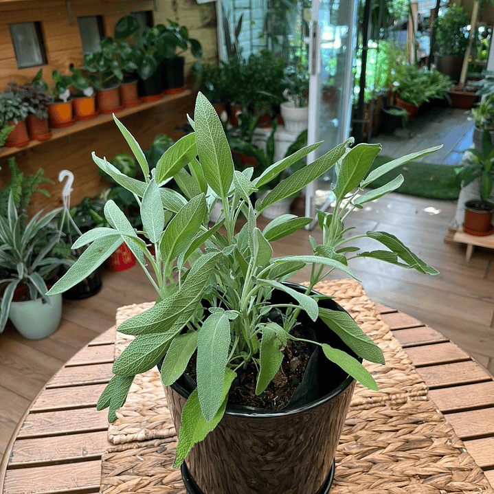 Plantas RV - Salvia tamaño M  1