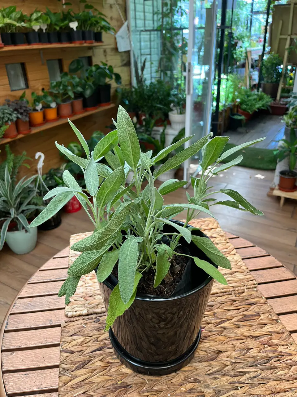 Plantas RV - Salvia tamaño M  1