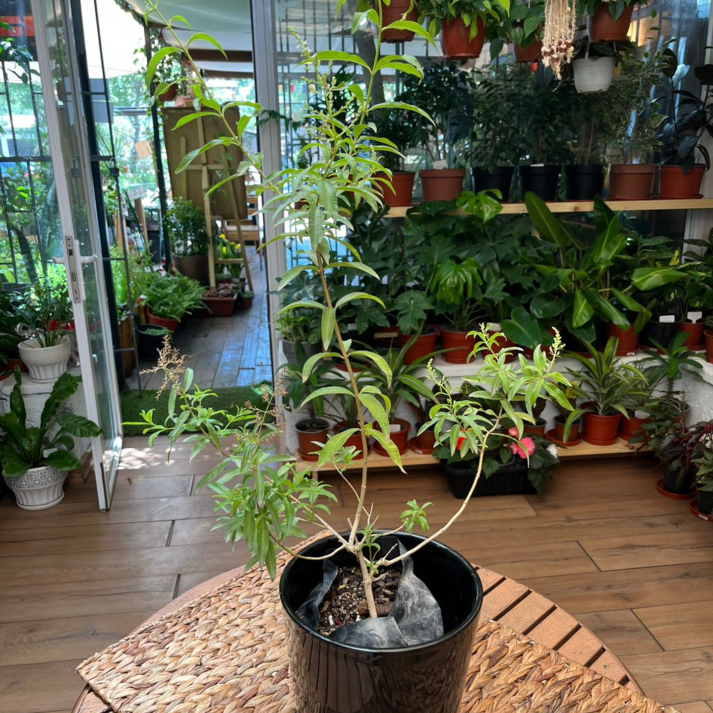 Plantas RV - Cedrón tamaño M  1