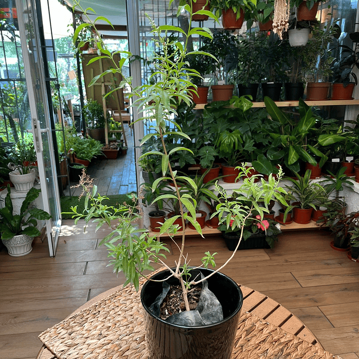 Plantas RV - Cedrón tamaño M  1