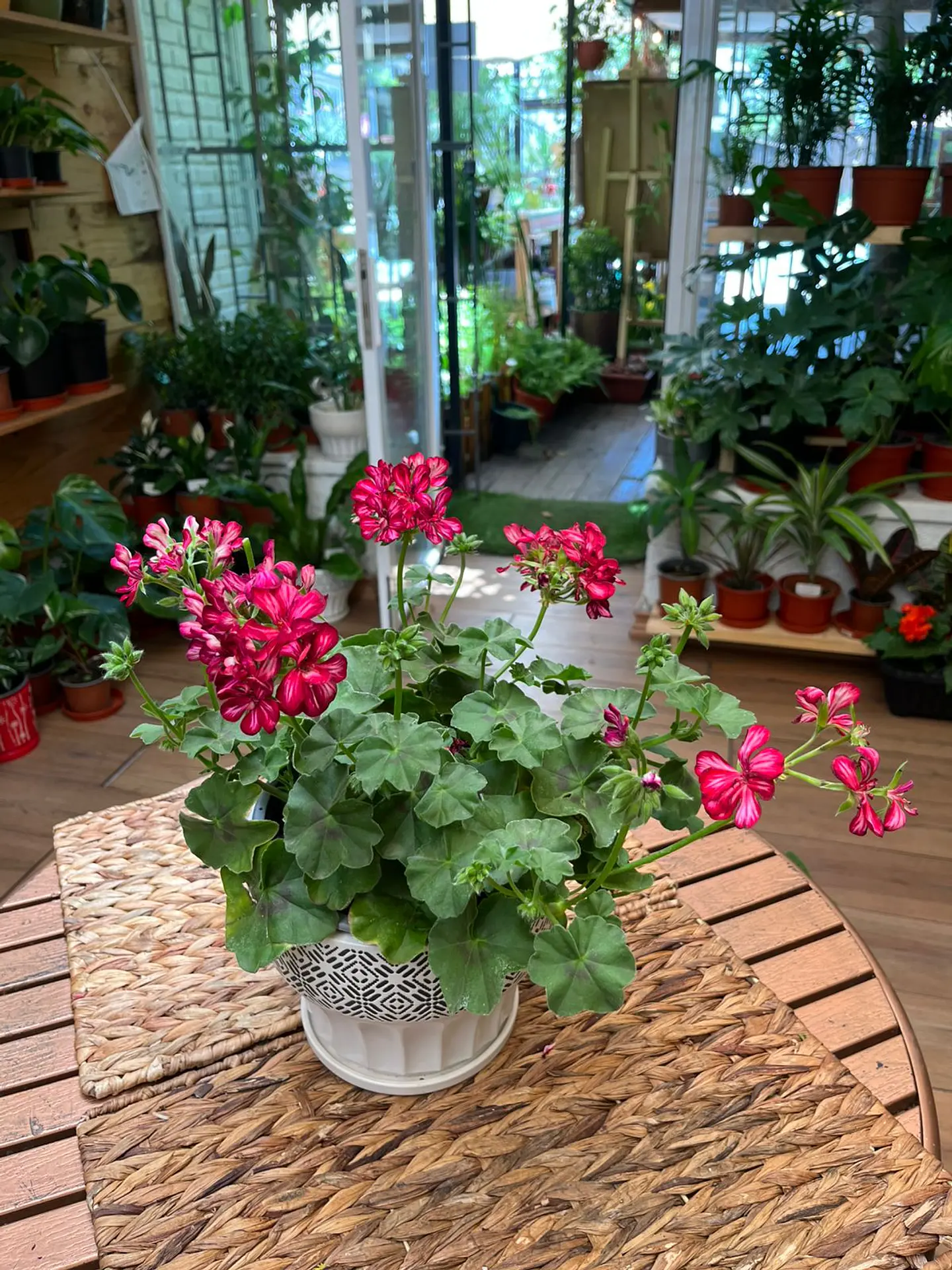 Plantas RV - Hiedra cardenal tamaño L  1
