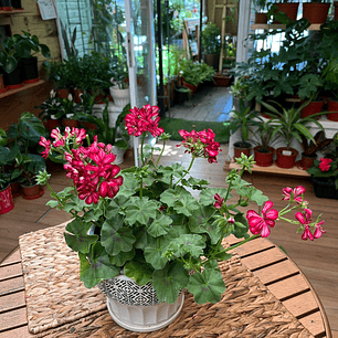 Plantas RV - Hiedra cardenal tamaño L 