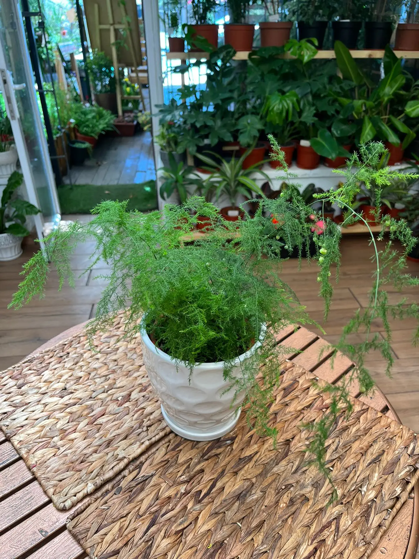 Plantas RV - Helecho pluma tamaño M  1