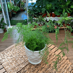 Plantas RV - Helecho pluma tamaño M 