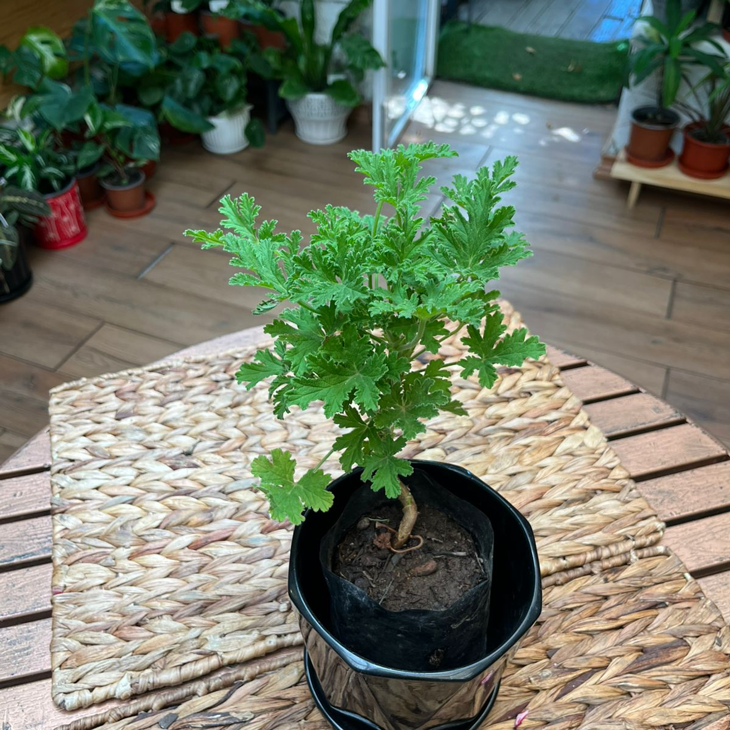 Plantas RV - Citronela tamaño S  1