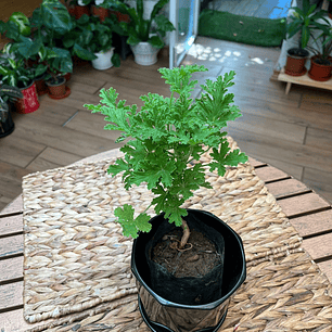 Plantas RV - Citronela tamaño S 