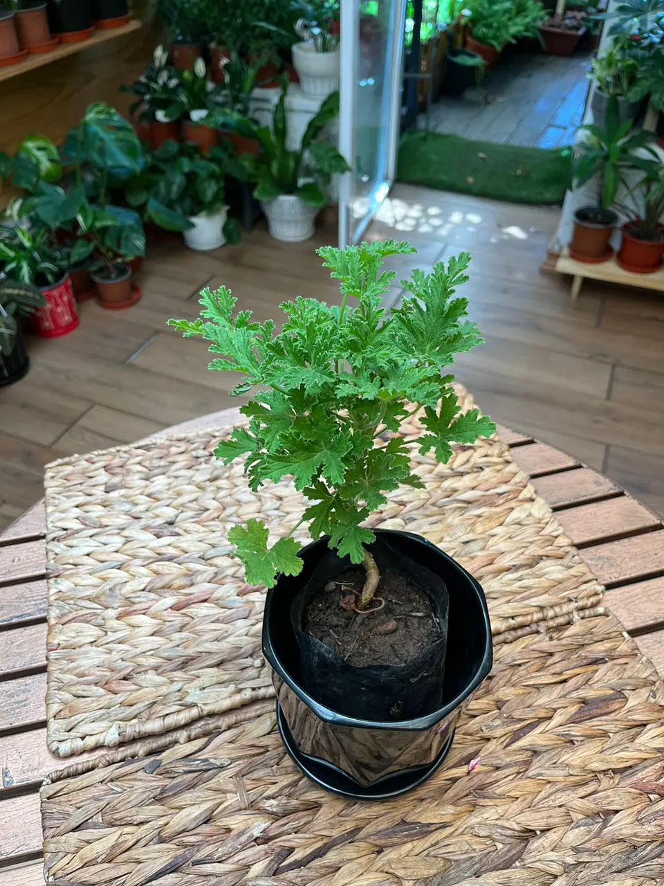 Plantas RV - Citronela tamaño S  1