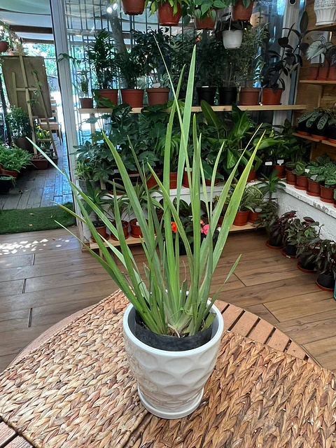 Plantas RV - Dietes tamaño M 