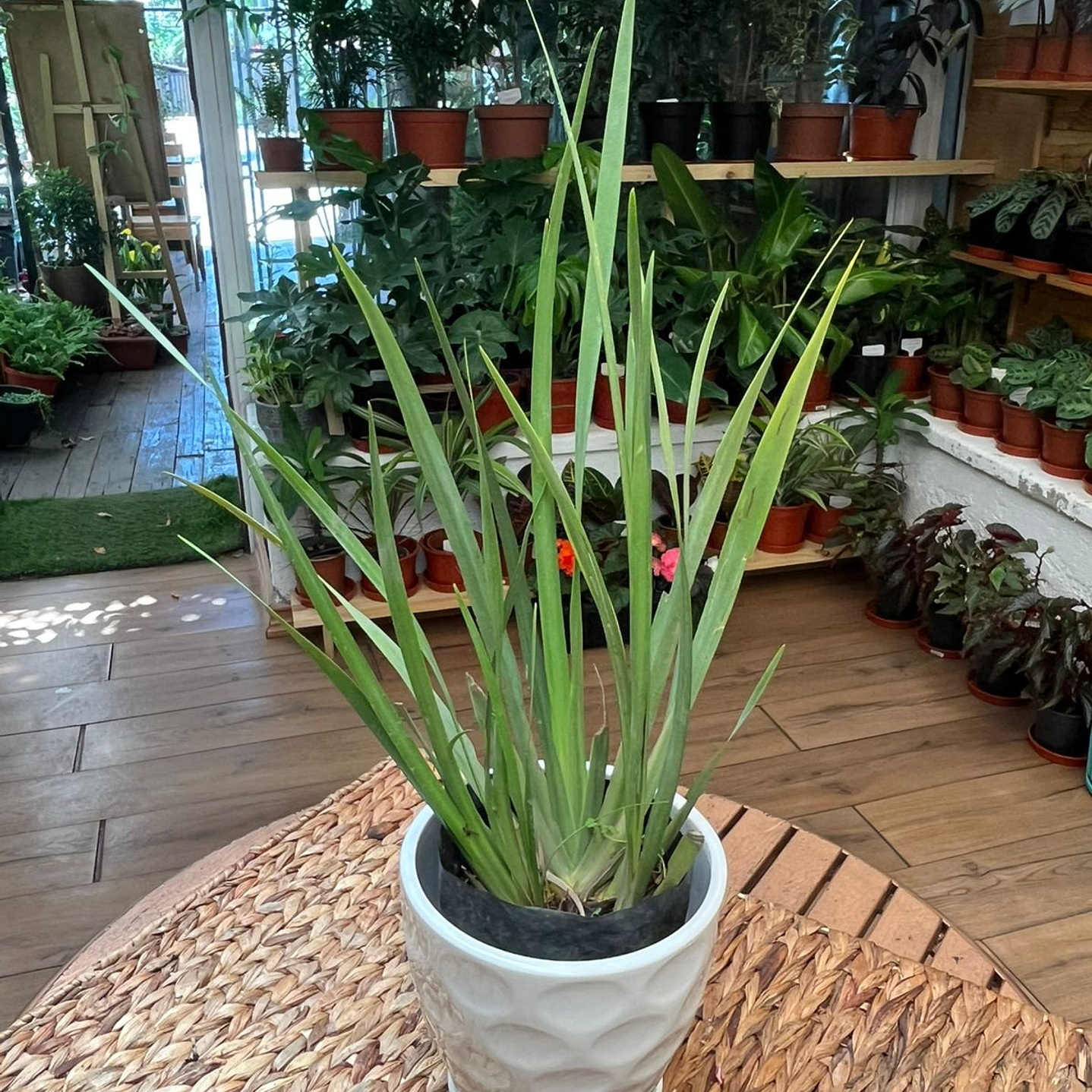 Plantas RV - Dietes tamaño M  1